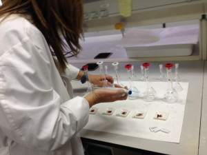 Imagen del trabajo con azafrán en el laboratorio.