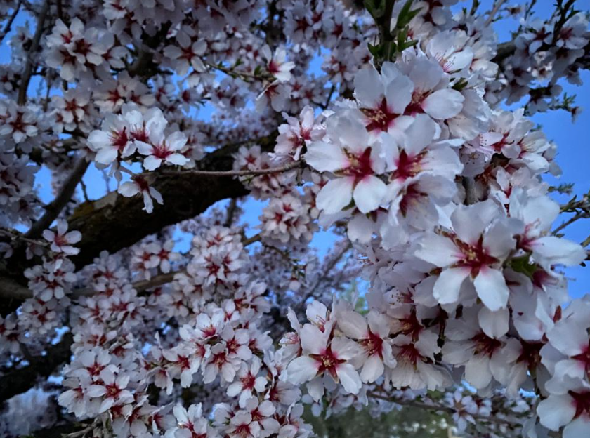 El conservador del Jardín Botánico indulta a las flores de los ataques de alergia en este interesante artículo